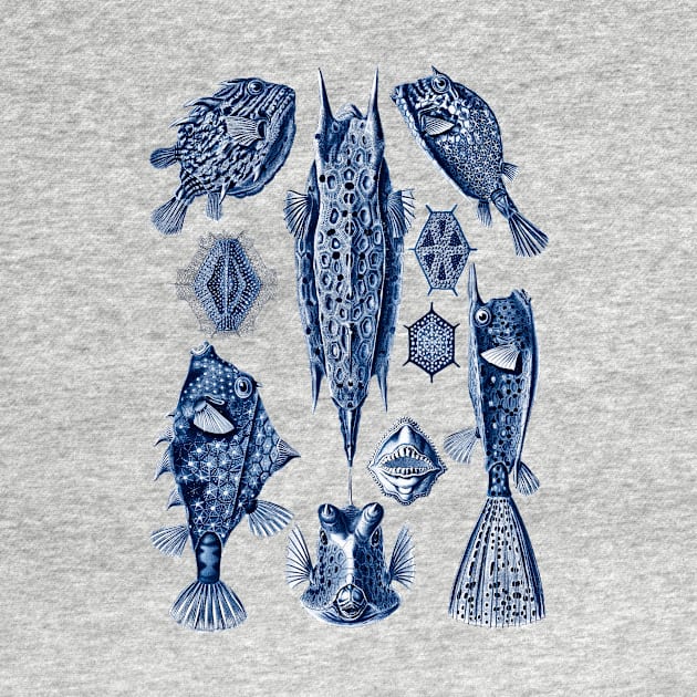 Ernst Haeckel Ostraciontes Navy Blue by Scientistudio